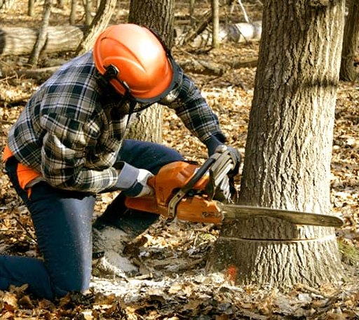 Tree Removal in Fraziers Bottom, WV